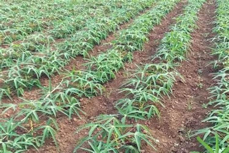 密桔树什么时候施肥最好？桔子树怎样使用水溶肥？