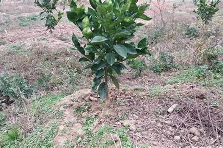 内蒙古恒翔农牧业科技有限公司怎么样？