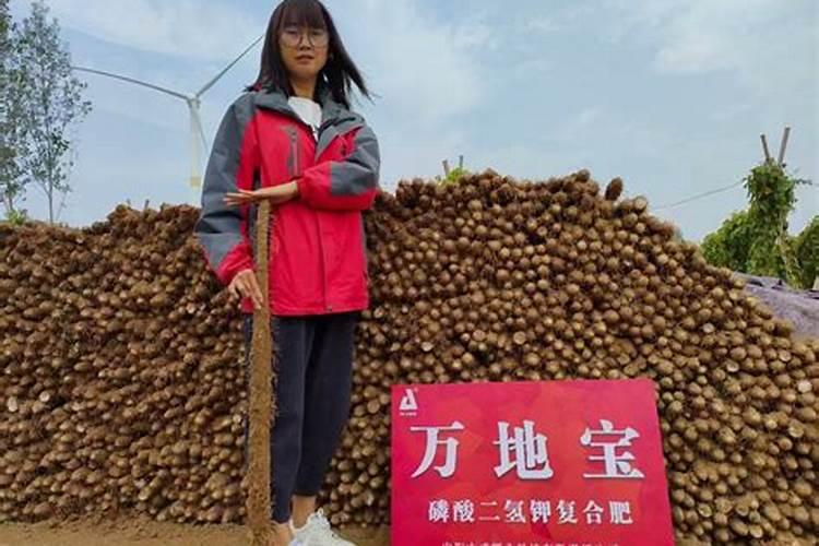 施什么肥可以促进开花