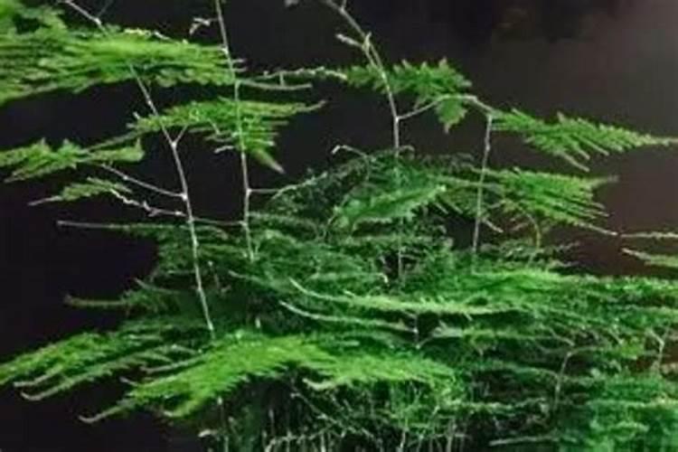 草莓缺钙冲施什么肥料