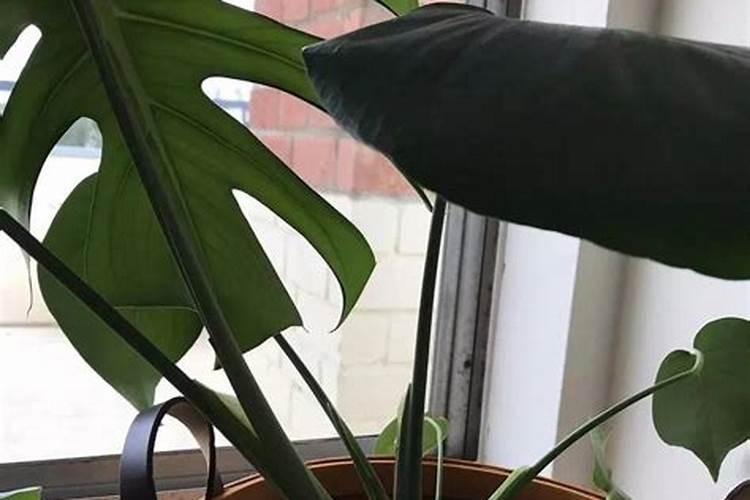 夏天养水培植物