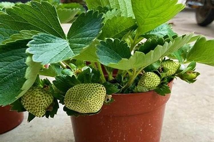 草莓要施什么肥料好