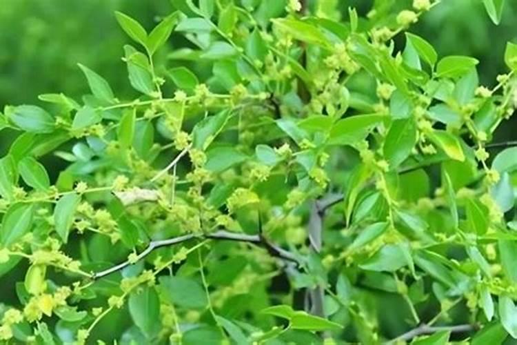 换盆的三角梅不发芽可以施肥吗