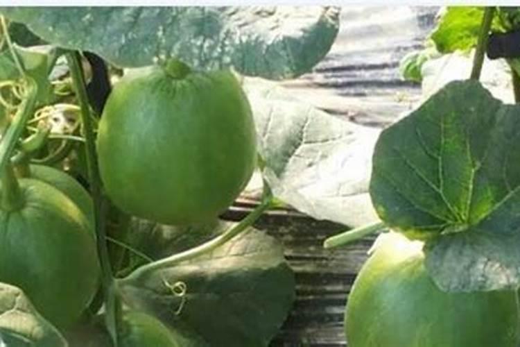 一亩地,(660平米)大棚种植网纹瓜能产多少斤？