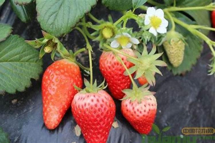 山药的生长周期？