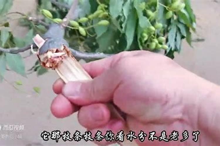 榆树卷叶怎么办