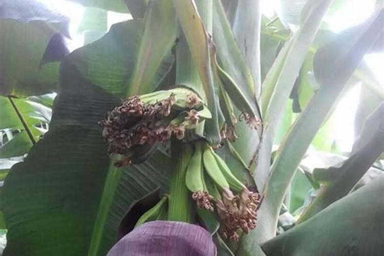 香蕉长果时下什么肥料合适