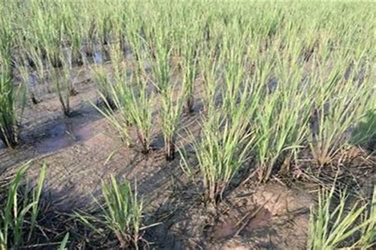 什么植物用来做肥料可以代替氮肥