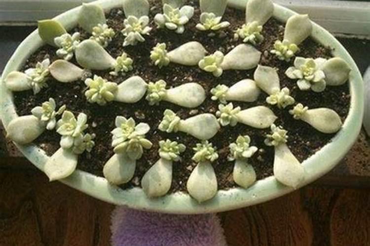 用肥料浇花可以用营养液吗？浇花用营养液好还是肥料好