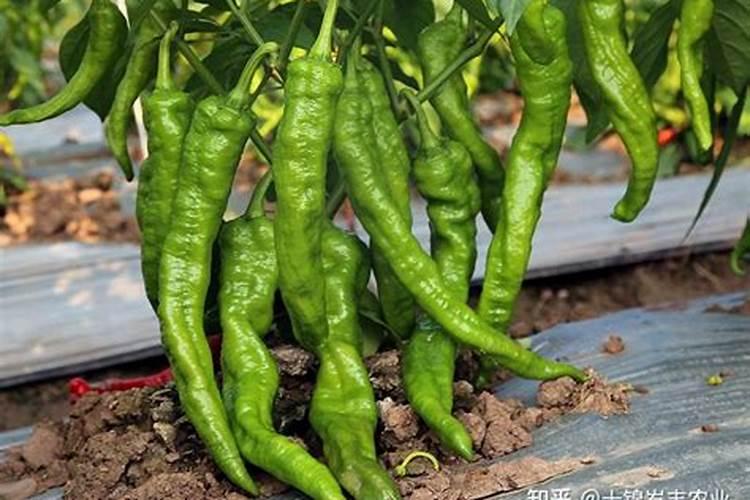 青椒施肥用什么肥料