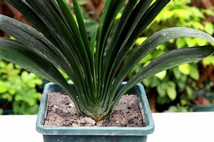 以色列号称“欧洲菜篮子”!以色列农业到底多发达？