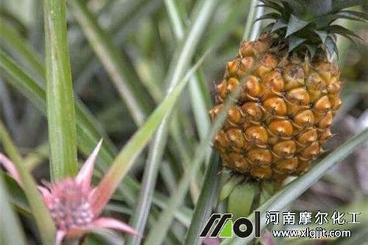 请问菠萝叶面肥那些比较安全