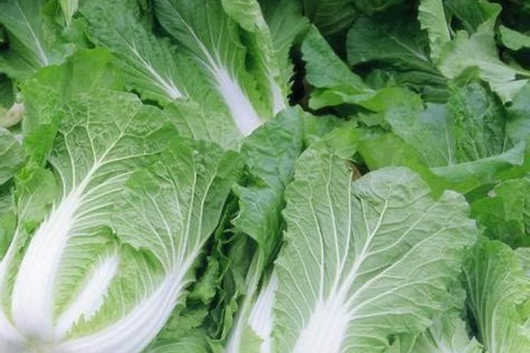 含磷高的肥料有哪些 对哪些作物有好处