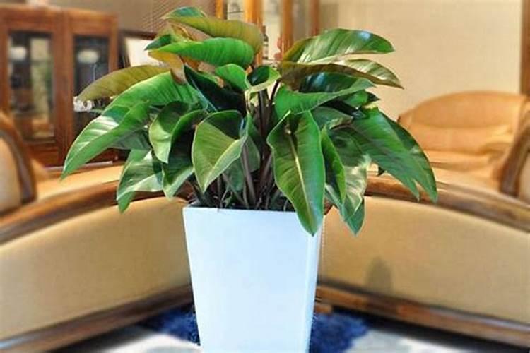 酵母片怎样发酵做馒头