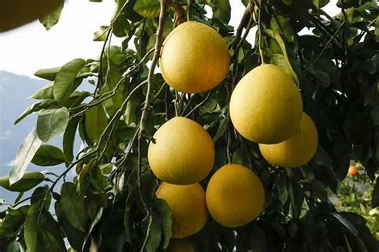 金弹子施什么肥料