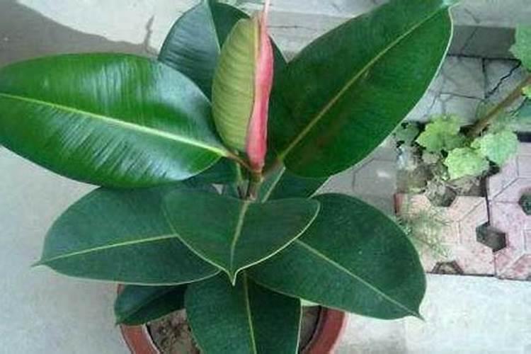 挑选甜菜时应该注意什么？