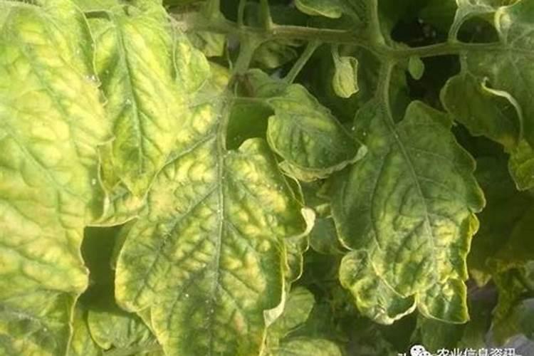 种植大葱时施什么肥料最好？大葱什么阶段开始施肥？