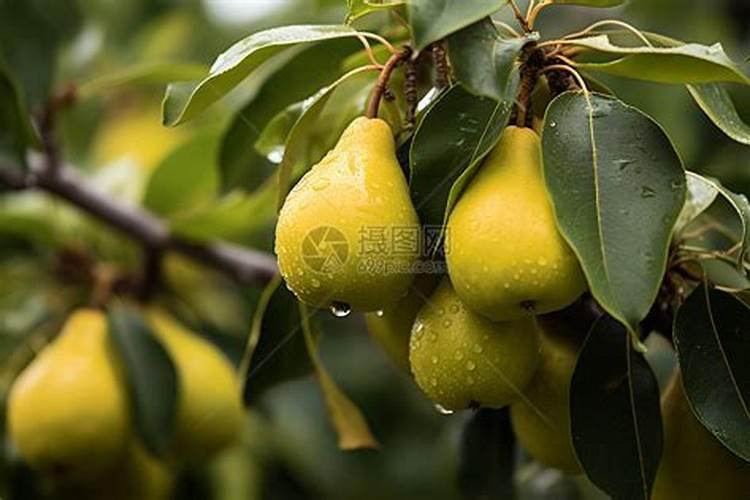 芸乐收叶面肥怎么样？可以茶叶喷洒吗？