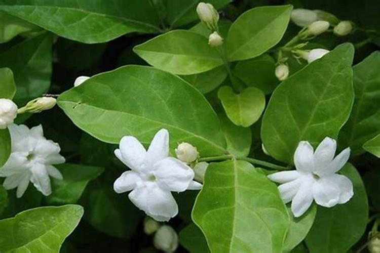 大葱什么时候追肥合适,高产追肥方法