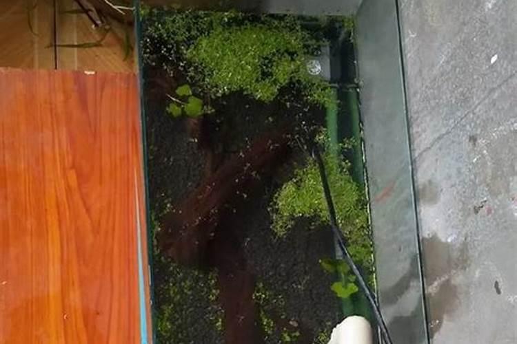 芸苔素使用技巧