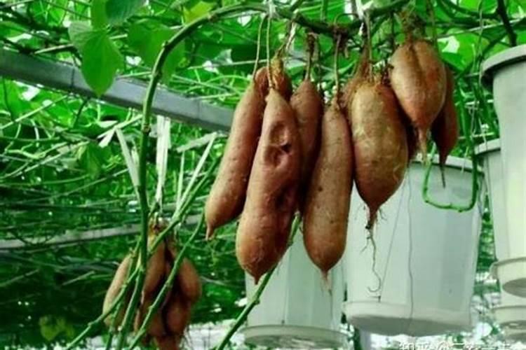 种红薯用什么肥料