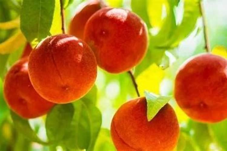 桃子膨大期喷什么上色增甜？