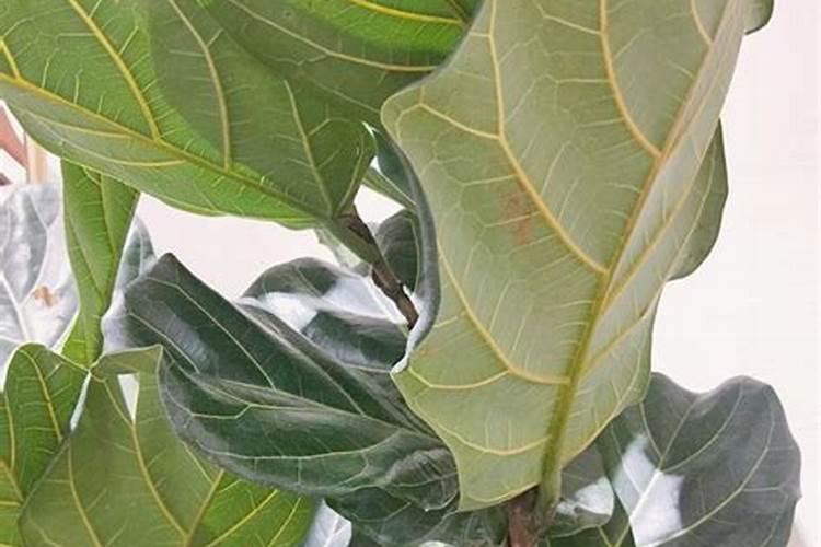 琴叶榕叶子冻伤怎么处理