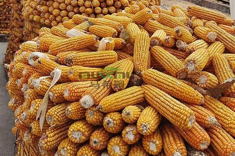 月季花施肥需要注意什么