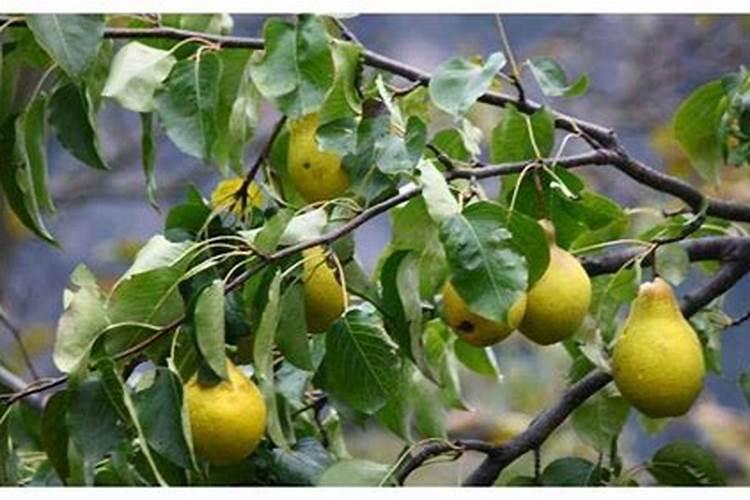 什么时候放梨树基肥好