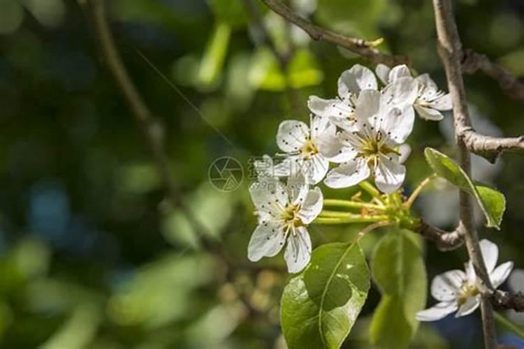 梨树现在可以施肥吗