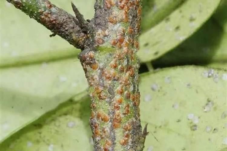 秋月梨膨果期能用碳铵吗