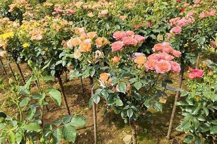 月季花摘芽后如何正确施肥