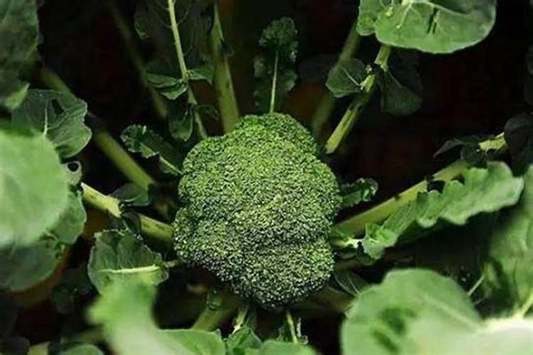 水磷肥洒在菜上第二天菜能吃吗？