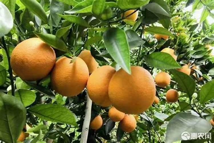 黄瓜苗黄叶子怎么回事