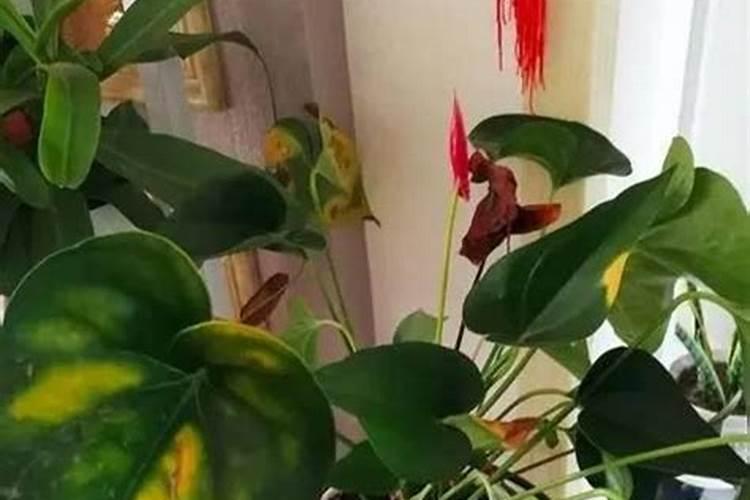 柳树秋天能施磷酸二氢钾叶面肥吗？