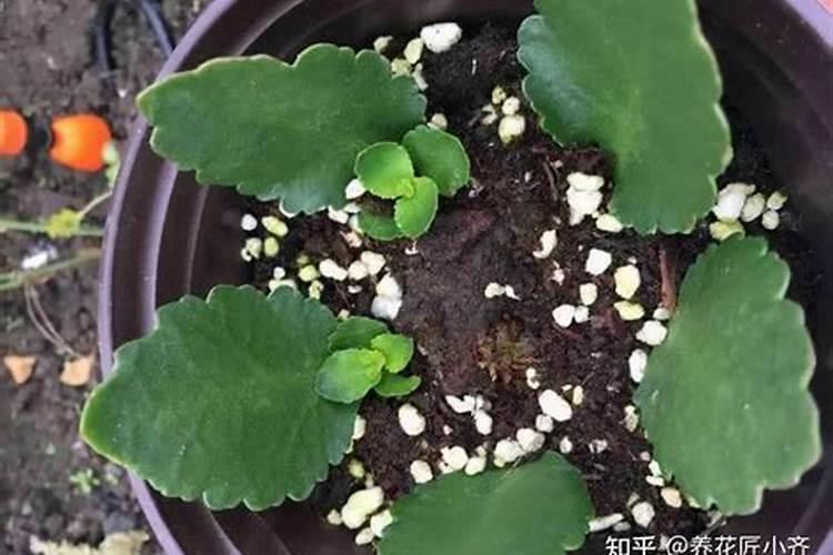 柳树秋天能施磷酸二氢钾叶面肥吗？