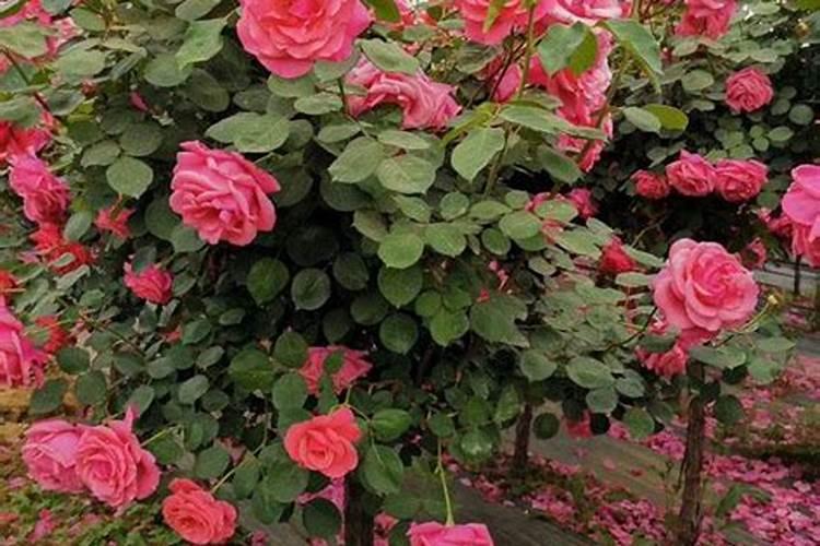 ...长很多小花苞,花苞发黄都长不大就掉了。怎么解决呢？