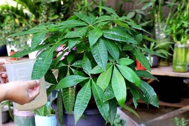 发财树多久施肥一次