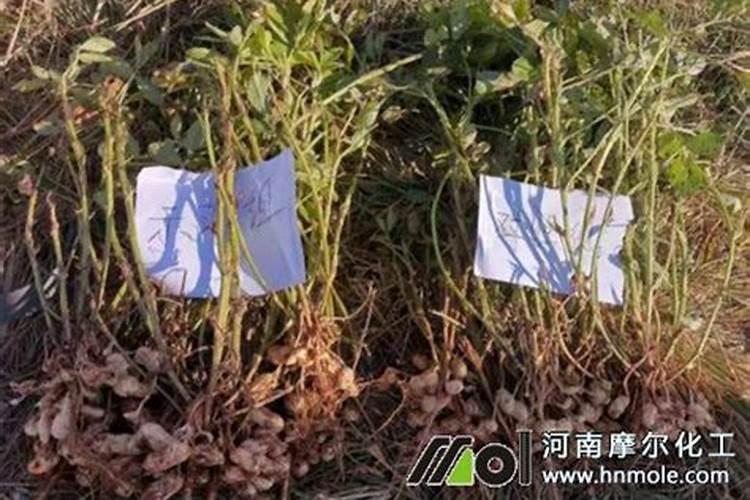 高产黄皮果需要掌握的种植技巧有哪些？