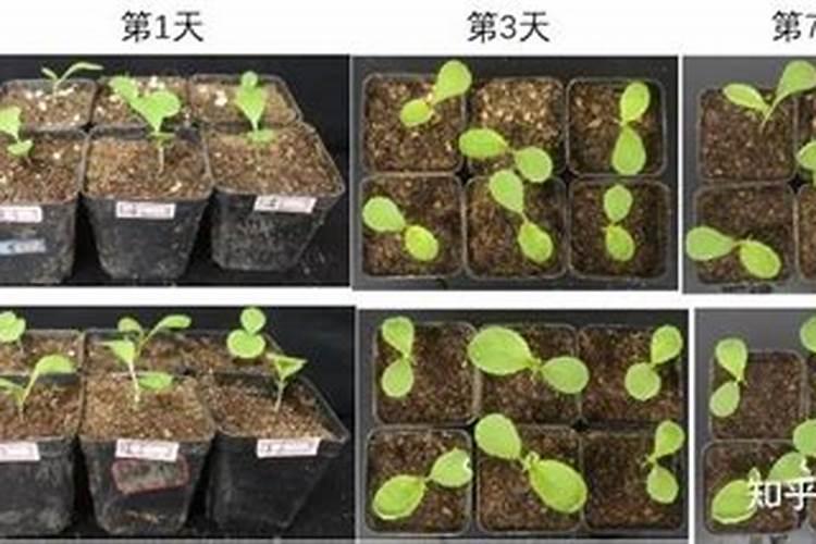 葡萄花期管理技术