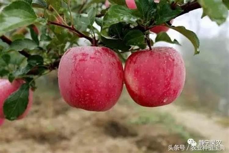 磷肥对果树的作用是什么 能够促进花芽分化