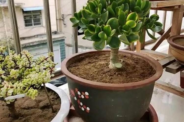 栀子花可以用复合肥吗