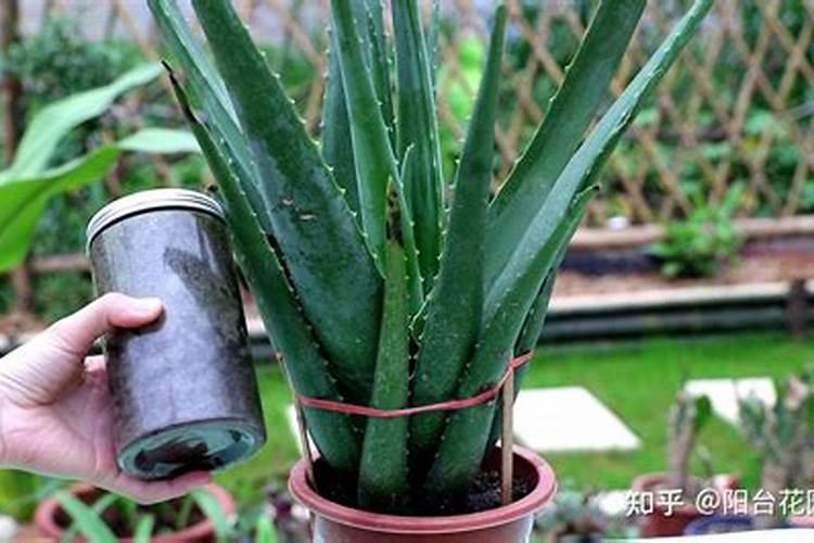 该怎么给芦荟施肥该施什么肥