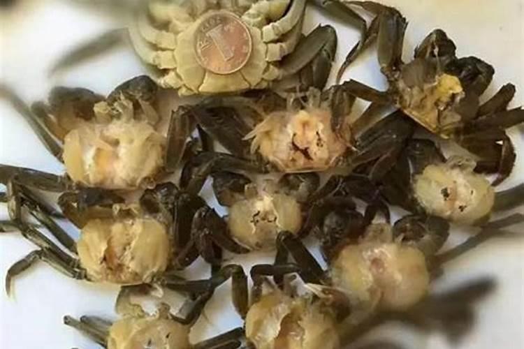 螃蟹塘里出现青苔怎么处理？该如何预防？