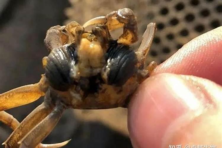 蟹苗放养时间和注意事项 蟹苗最佳放养时间和有哪些注意事项