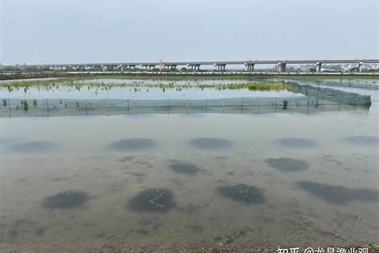 螃蟹塘里出现青苔怎么处理？该如何预防？