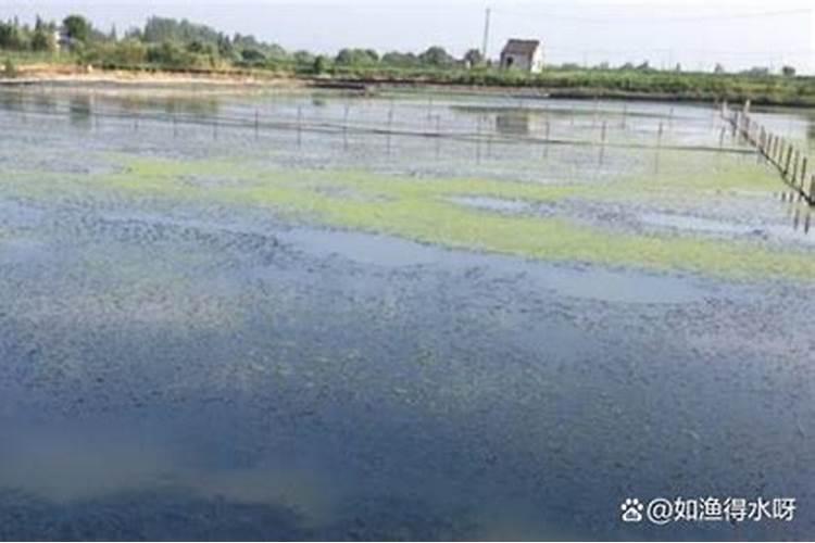 蟹塘老绿水快速处理方法,蟹塘里面有青苔怎么处理