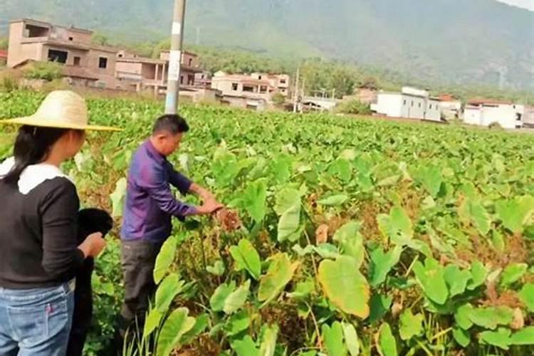 榕树盆景掉叶子怎么办