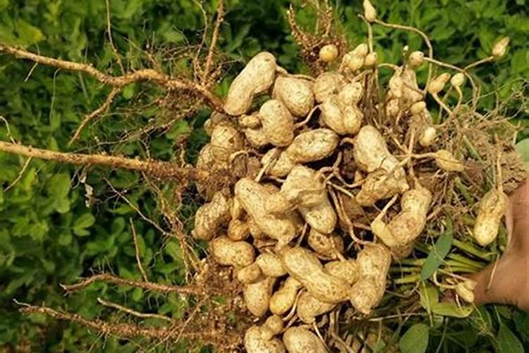 花生叶面肥用什么高产 什么时候施肥好