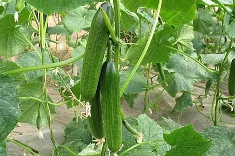 硫酸钾复合肥可直接撒到土壤里吗？